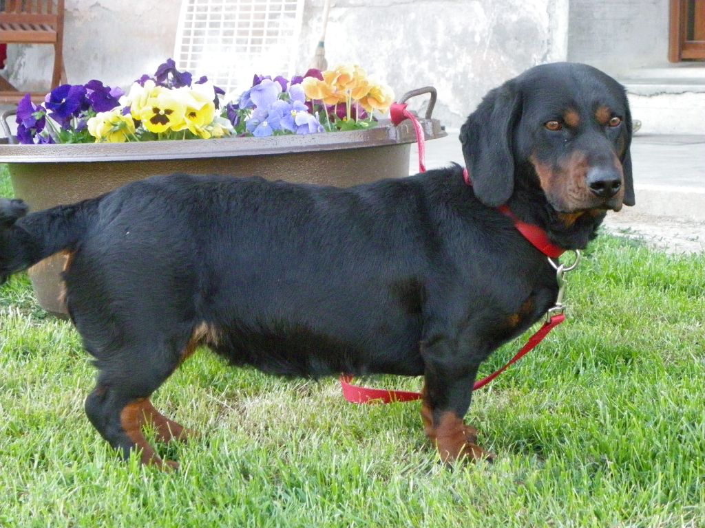 CH. Nina Des Laçets De Montvernier